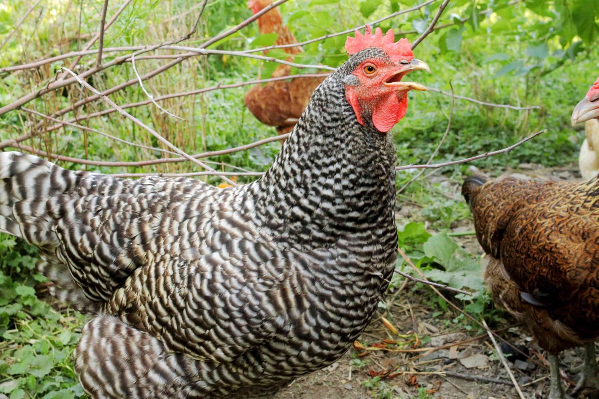 Порода курей Доминант полосатый