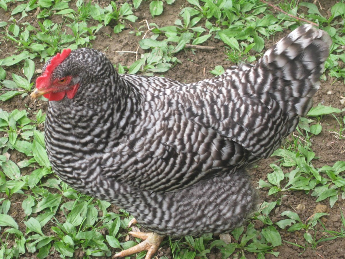 Куры плимутрок полосатый