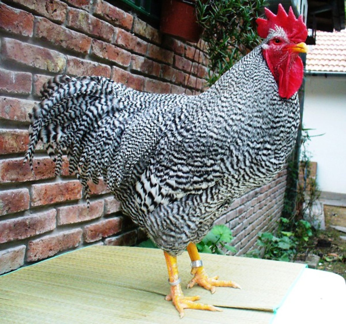 Петух плимутрок