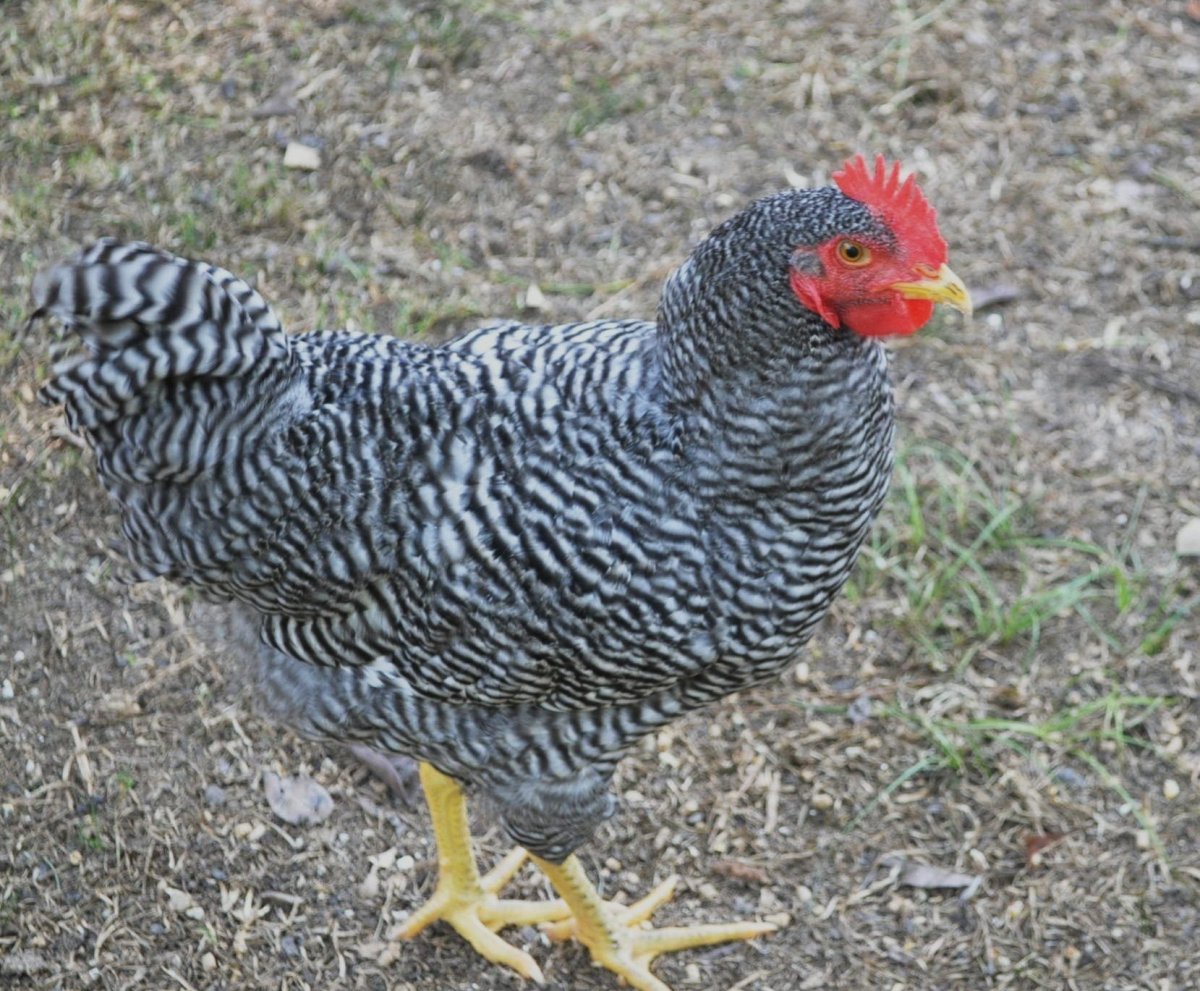 Полосатый плимутрок