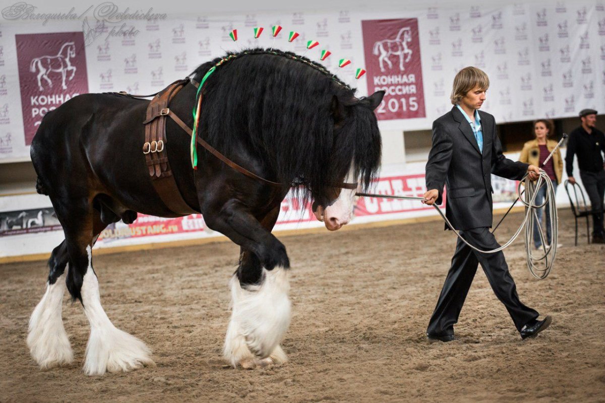 Лошадь тяжеловоз бельгийский Першерон