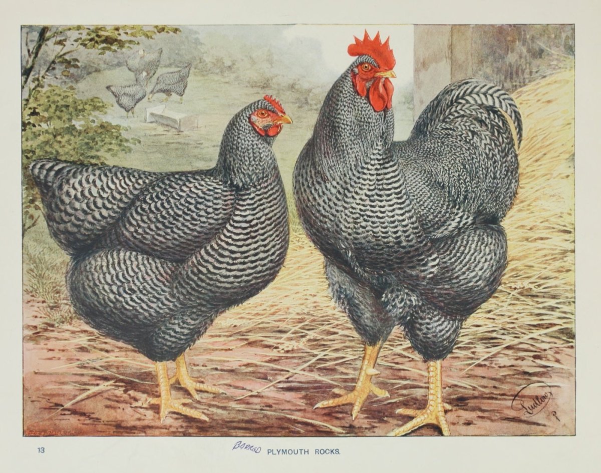 Плимутрок палевый