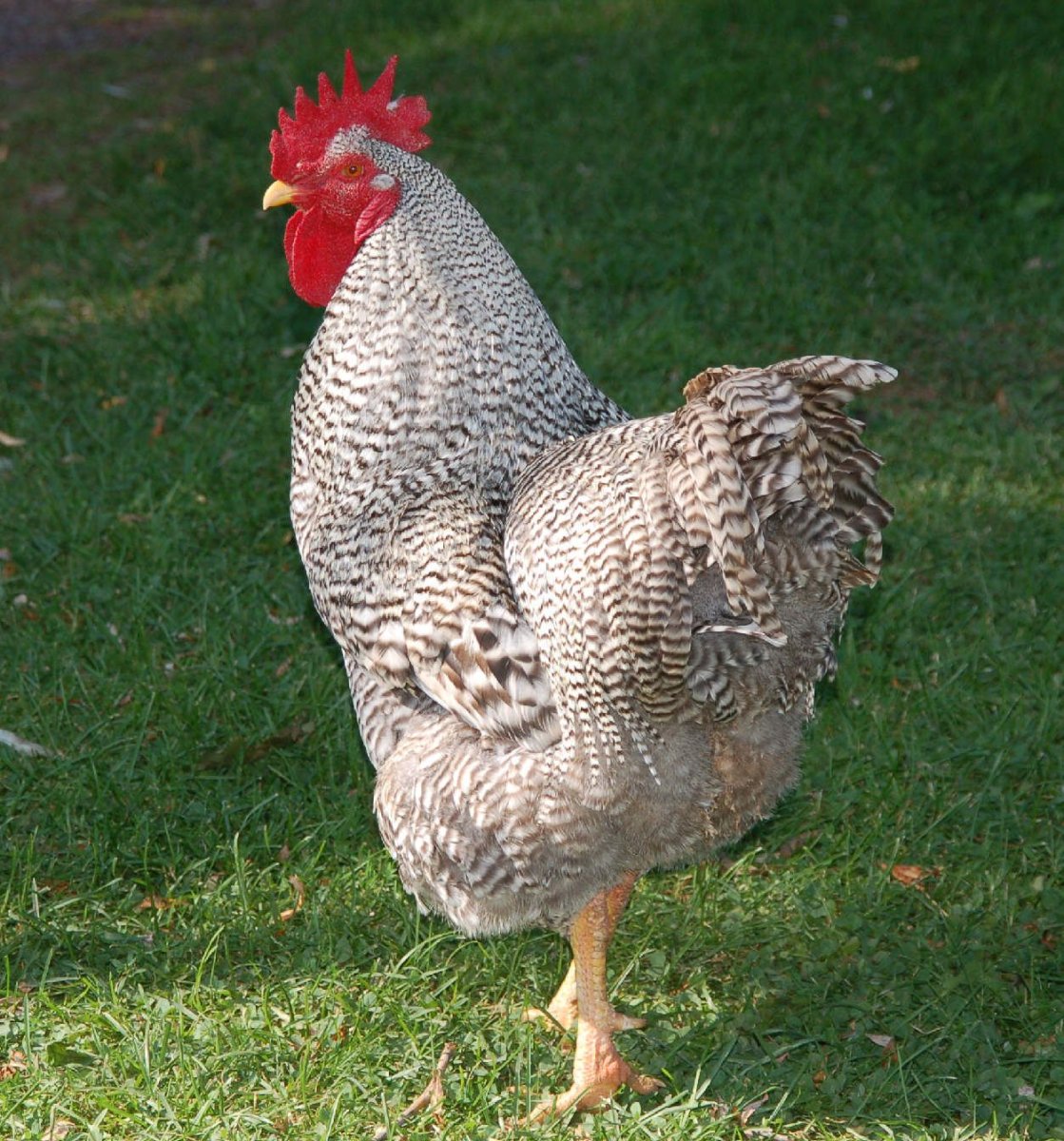 Плимутрок камень