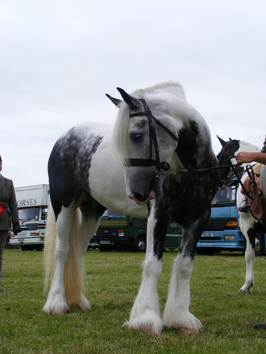 Лошади породы Фалабелла