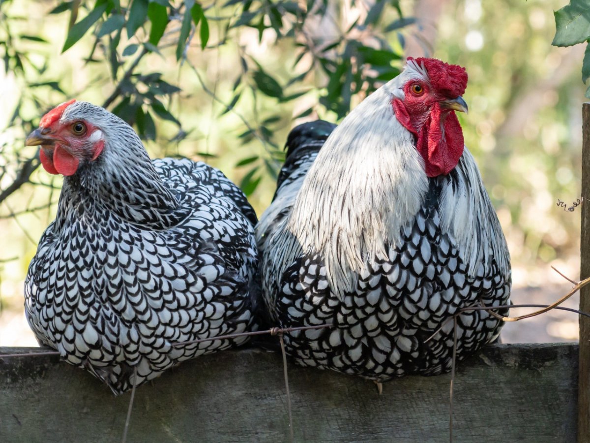 Амрокс плимутрок