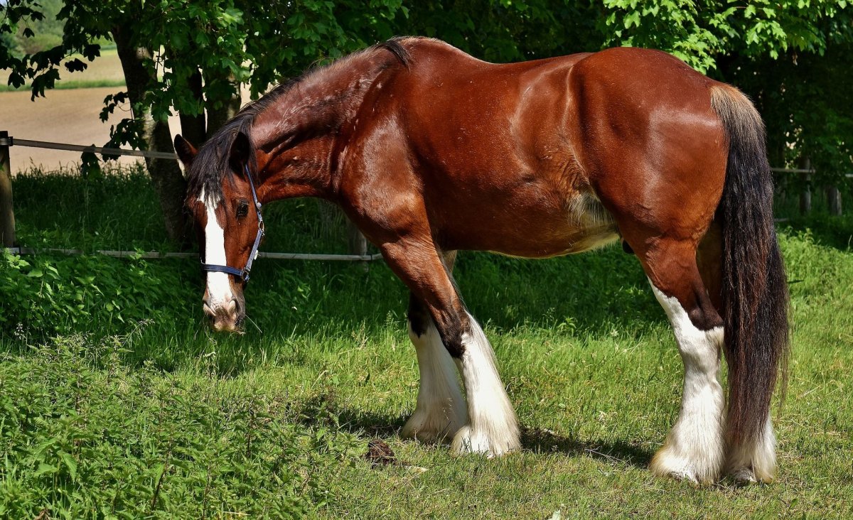 Шайр Буланый