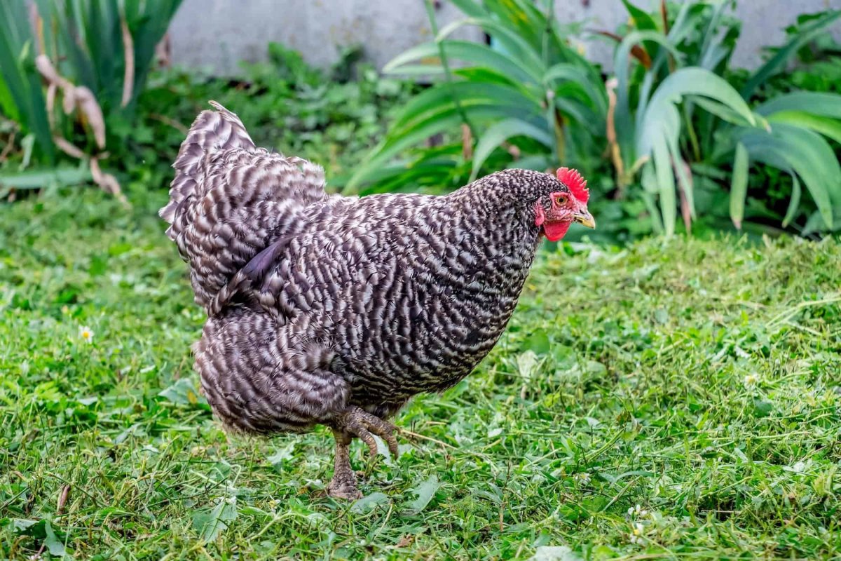 Buff Rocks Breed Chicken
