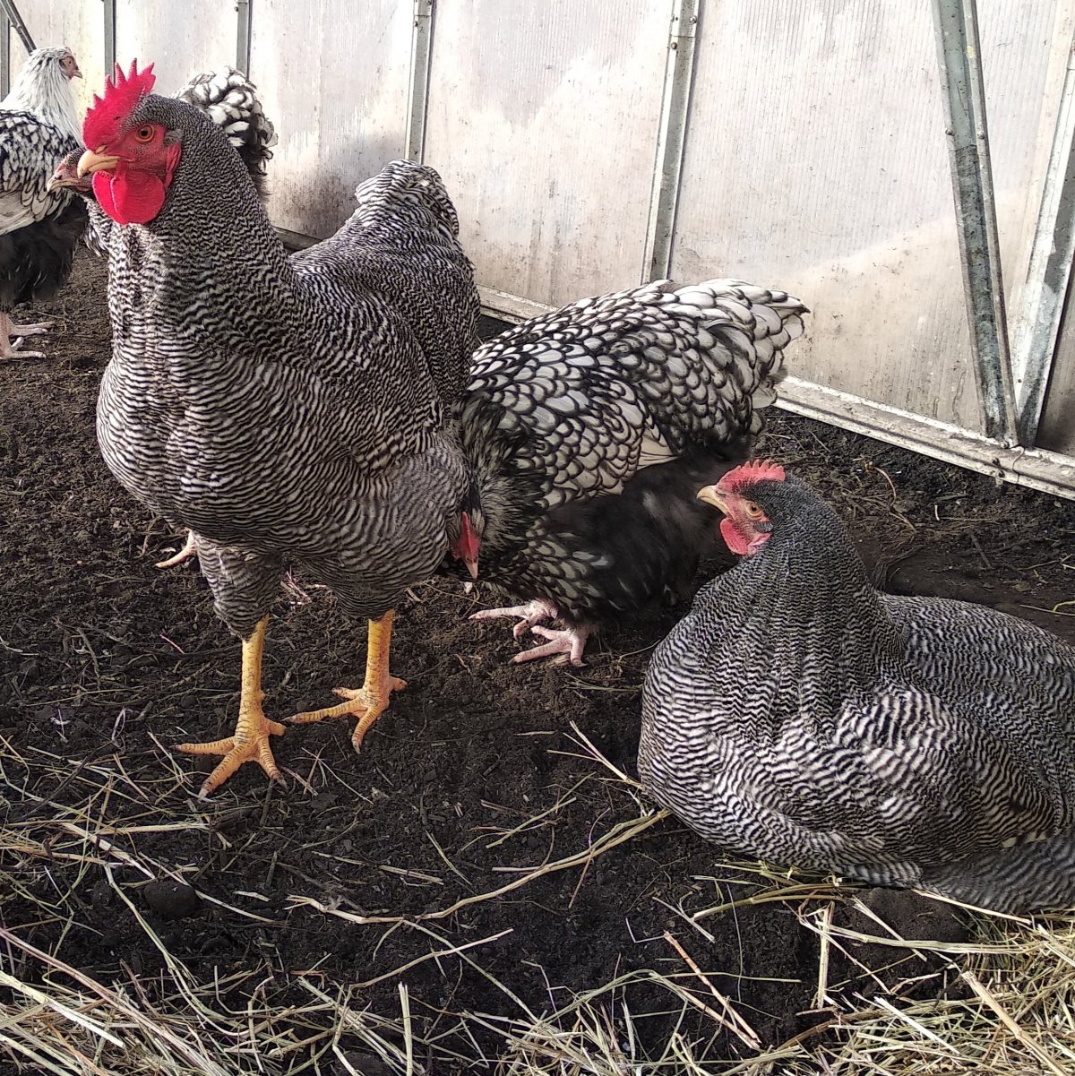 Полосатый плимутрок