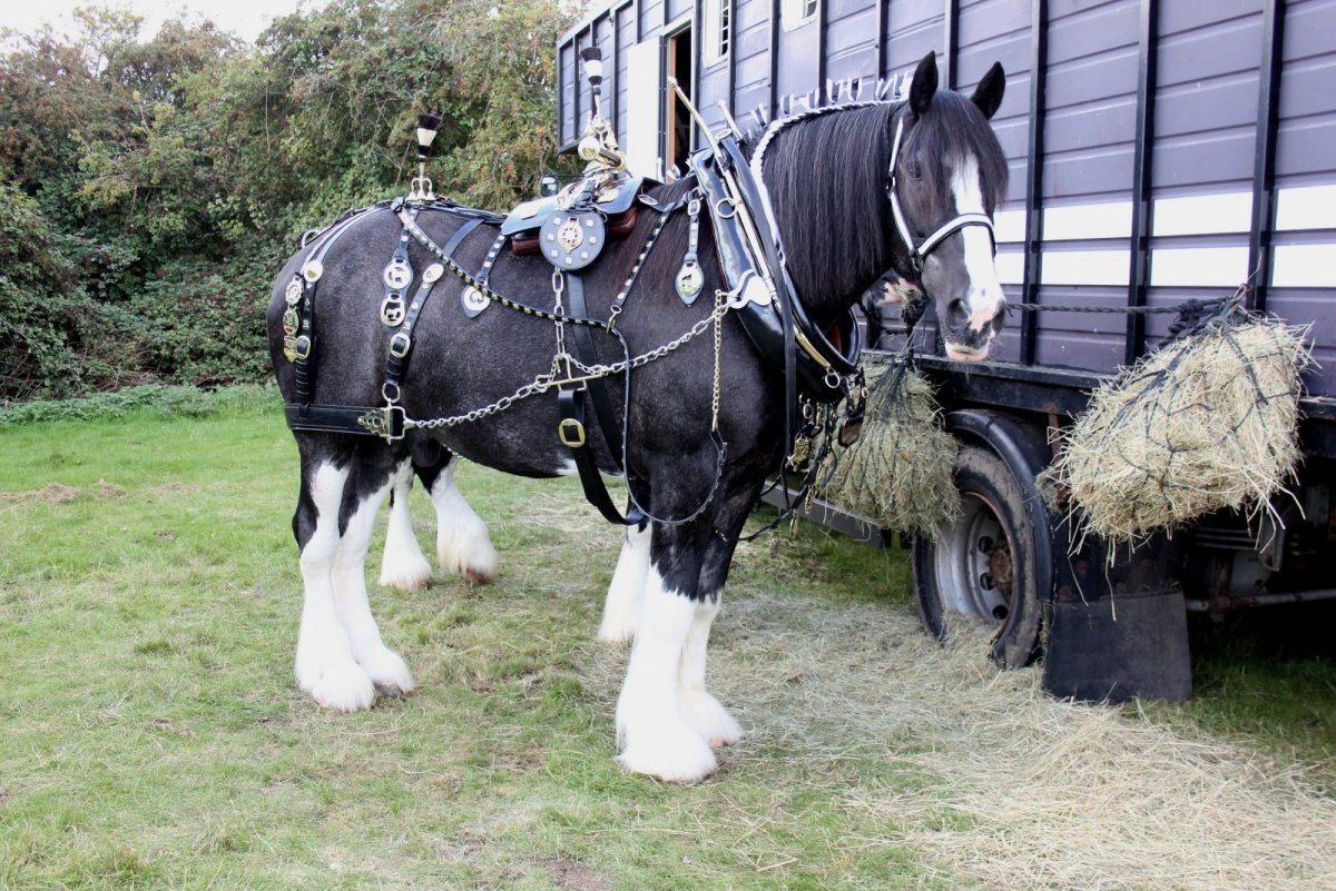 Шайр с длинной гривой