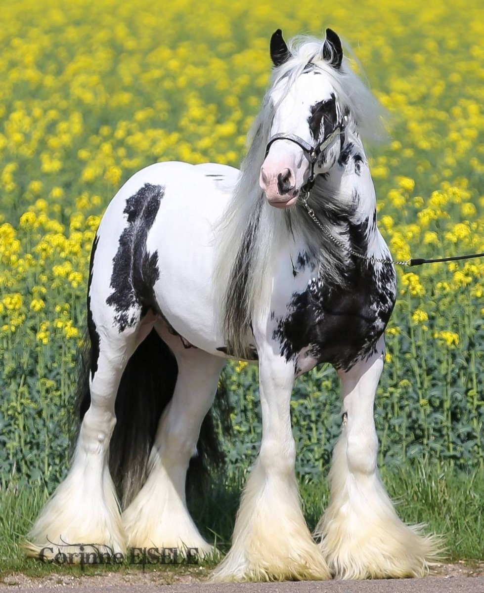 Шайр альбинос