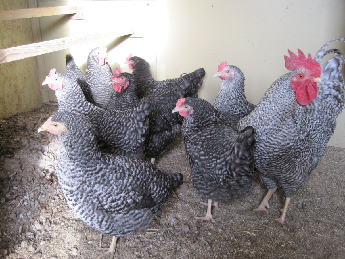 Птицеводство порода плимутрок