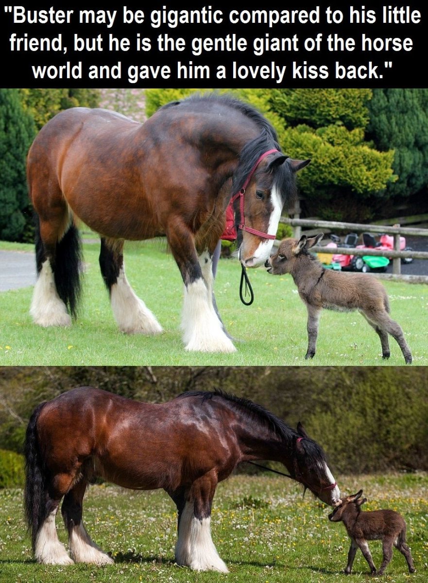 Шайр лошадь сзади