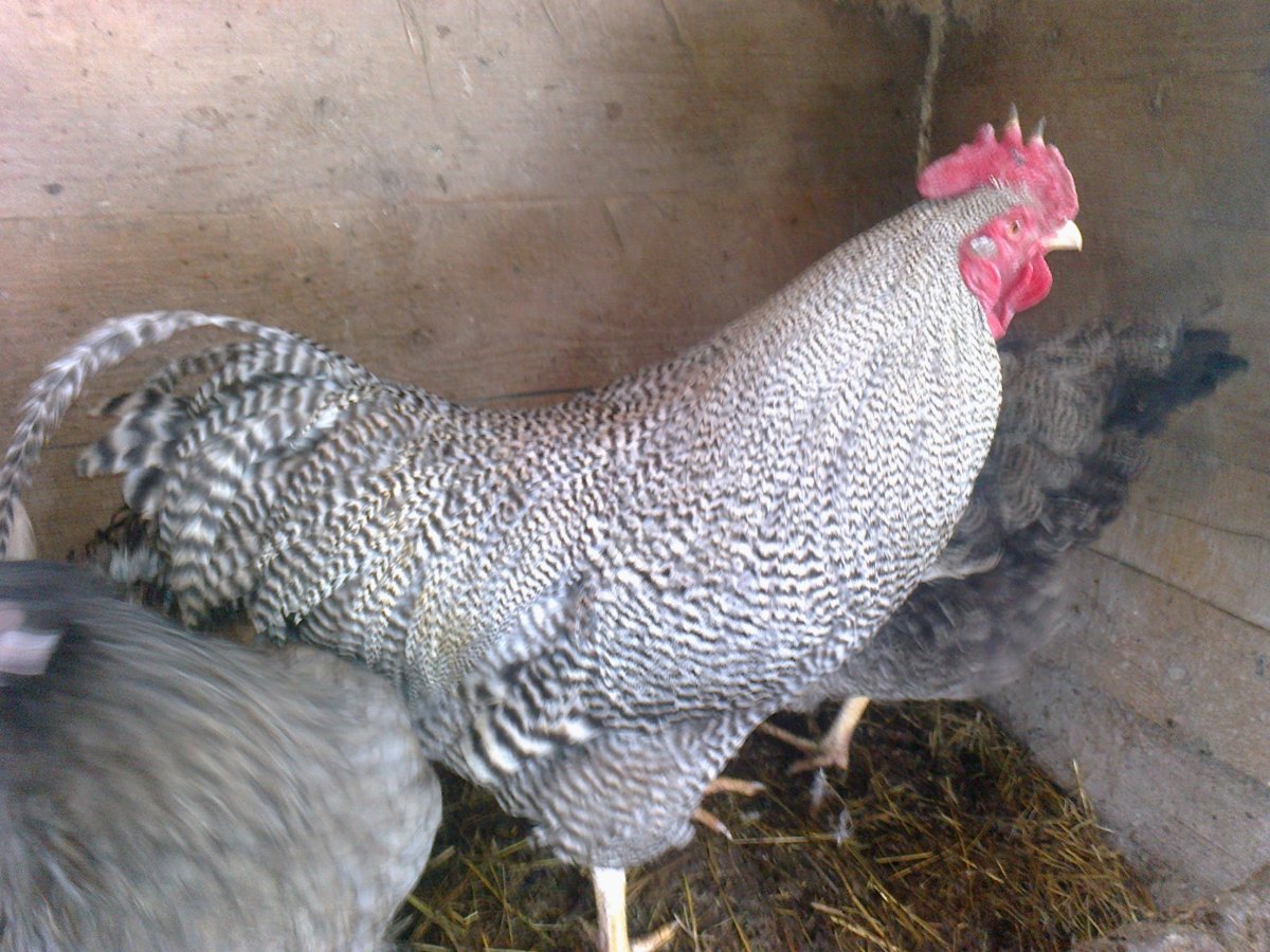 Плимутрок полосатый цыплята