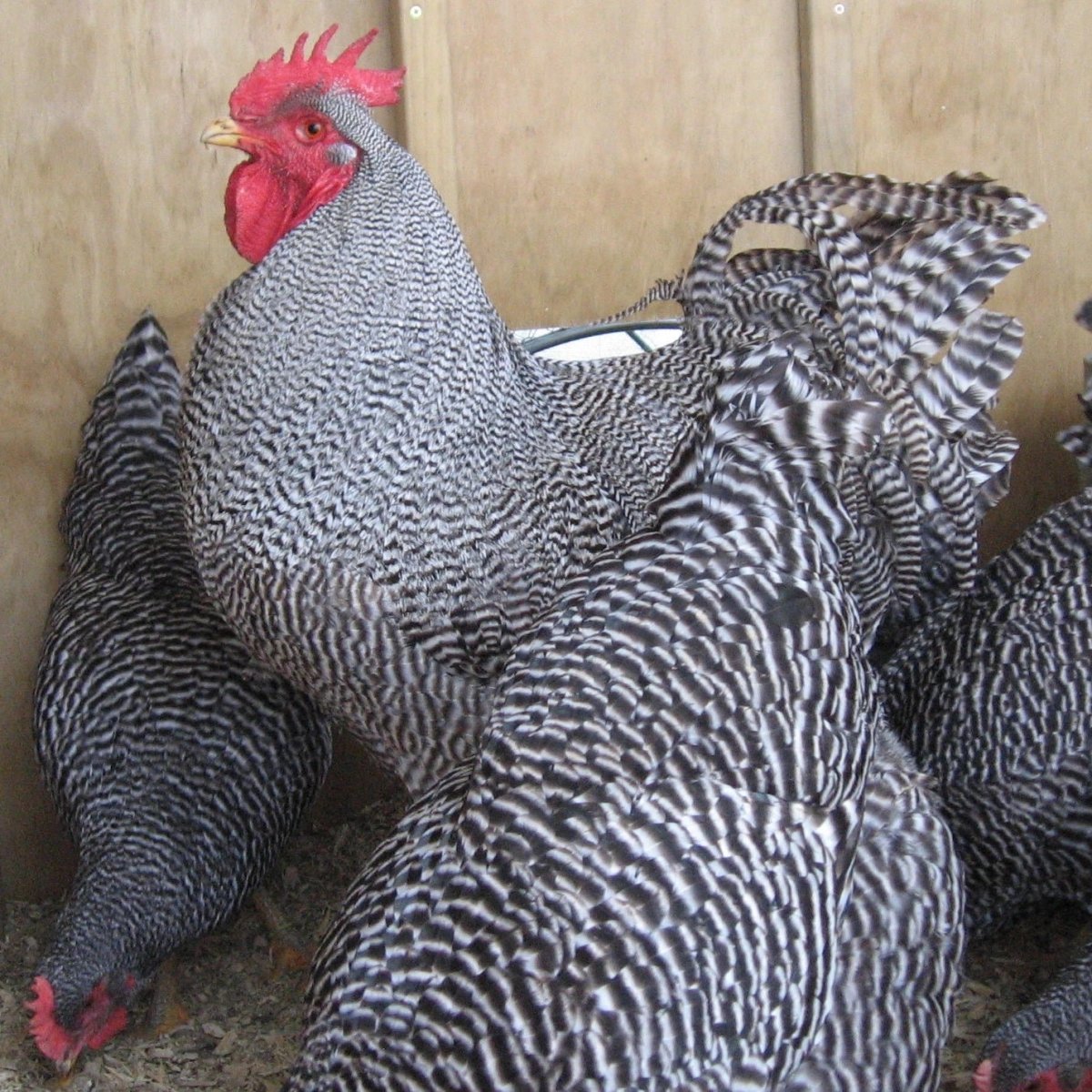 Плимутрок куры