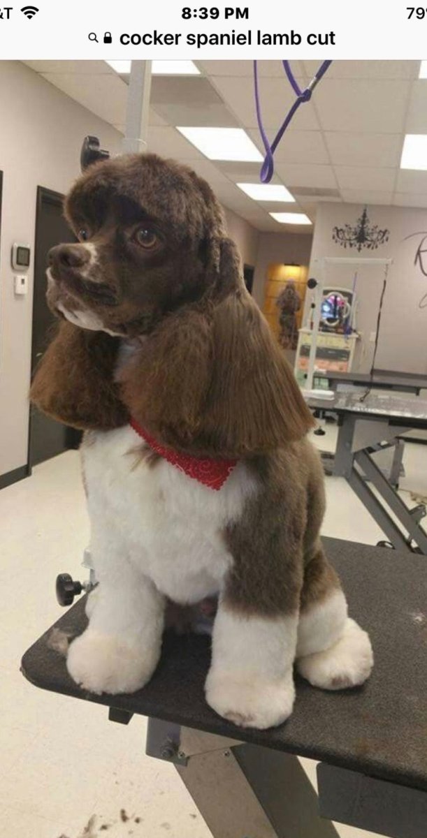 Американский кокер спаниель груминг