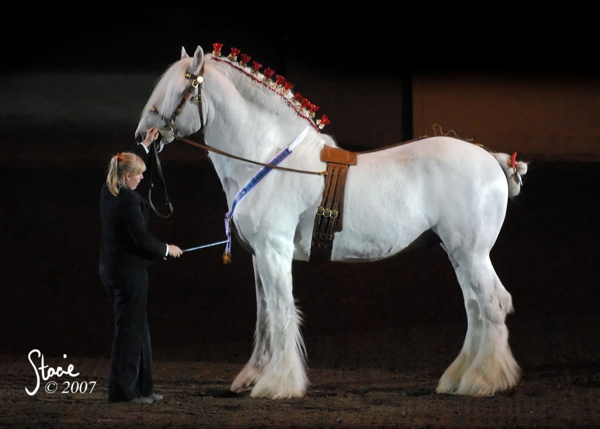 Лошади породы Шайр