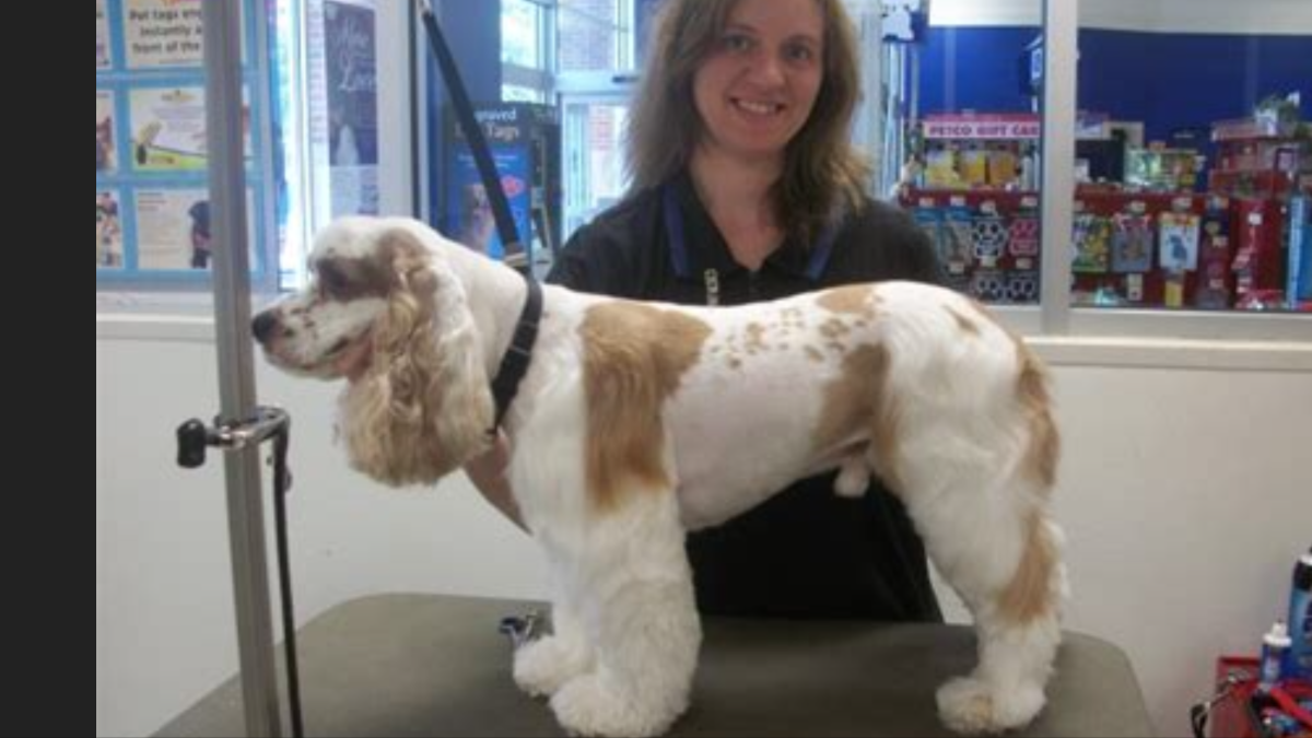 Американский кокер спаниель груминг