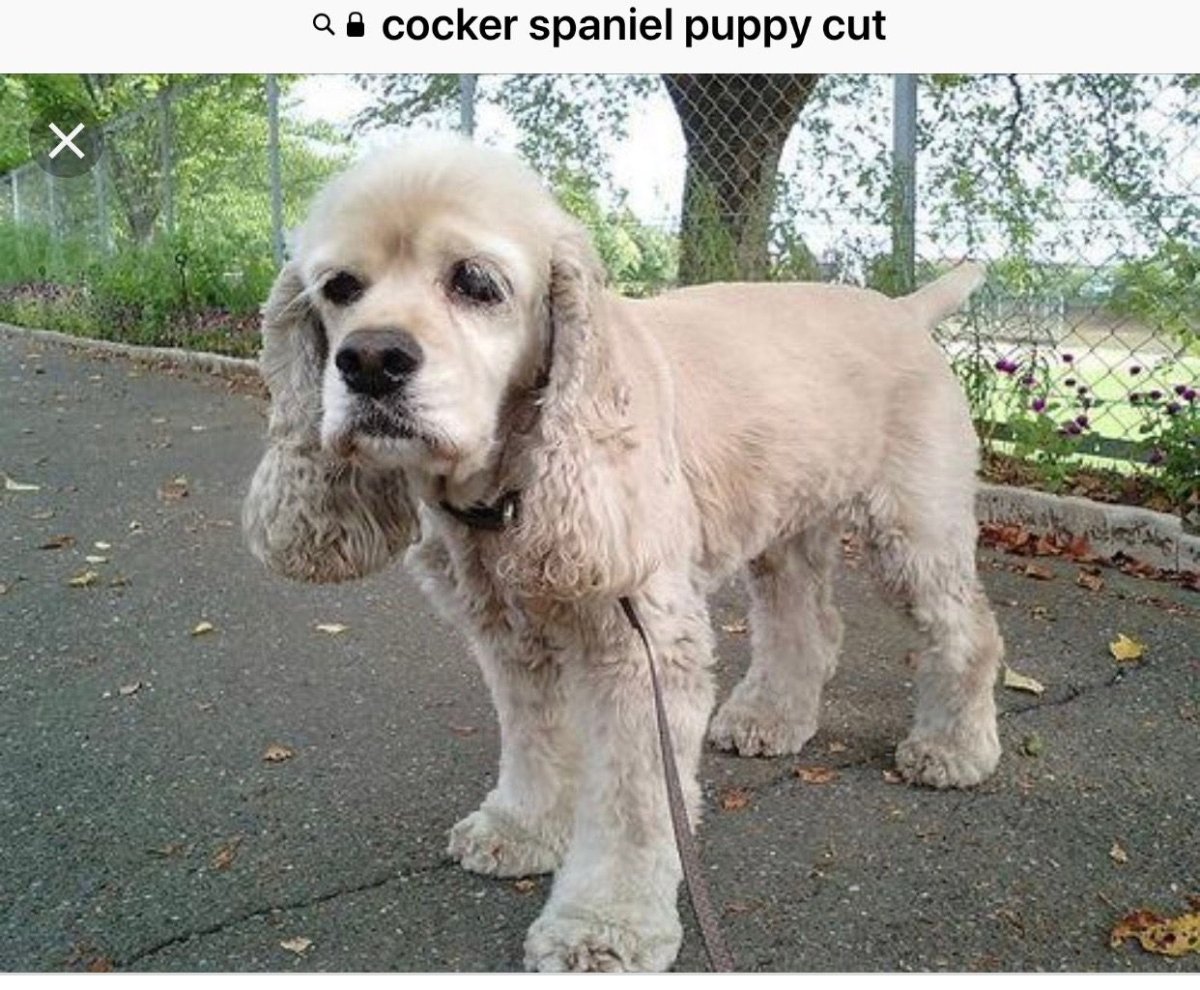 Короткие стрижки американским Кокером