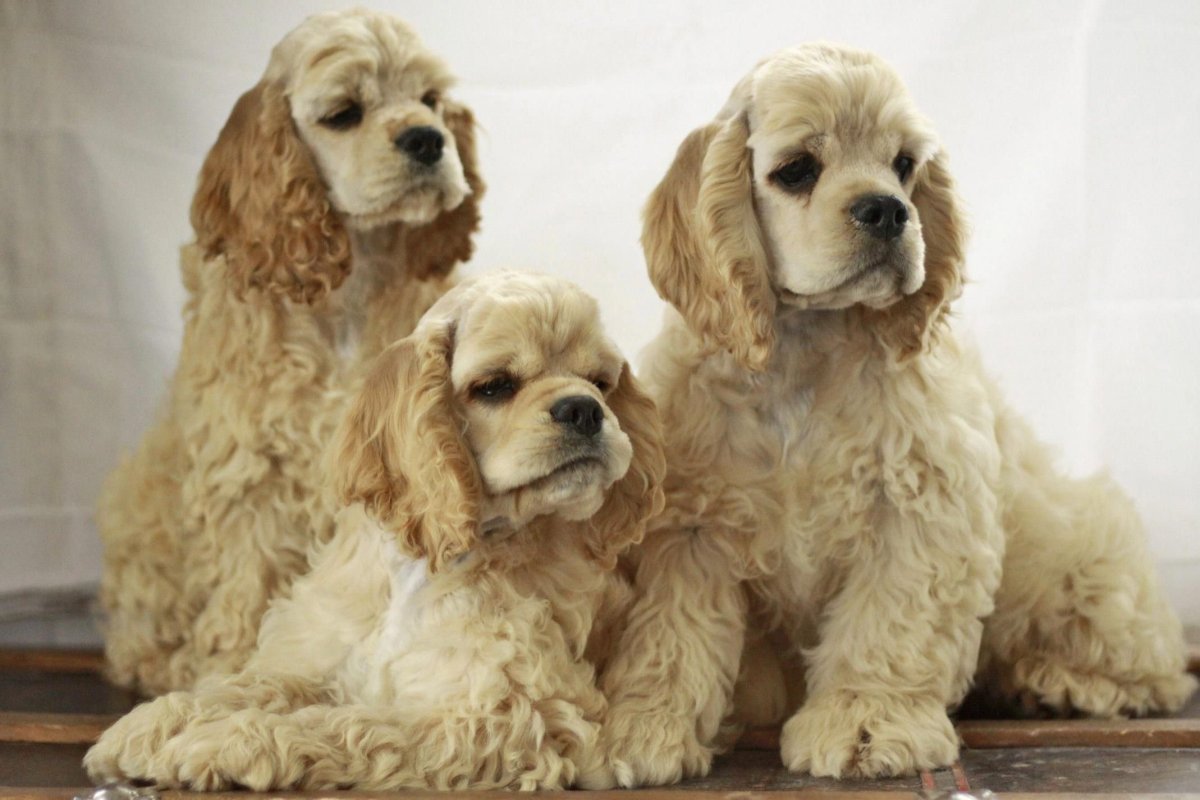 Американский кокер спаниель мини