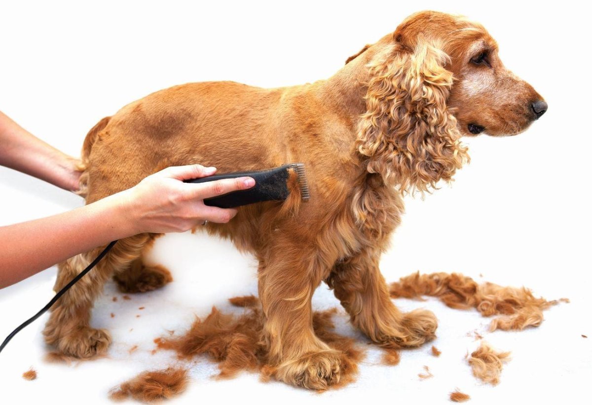 Английский кокер спаниель груминг