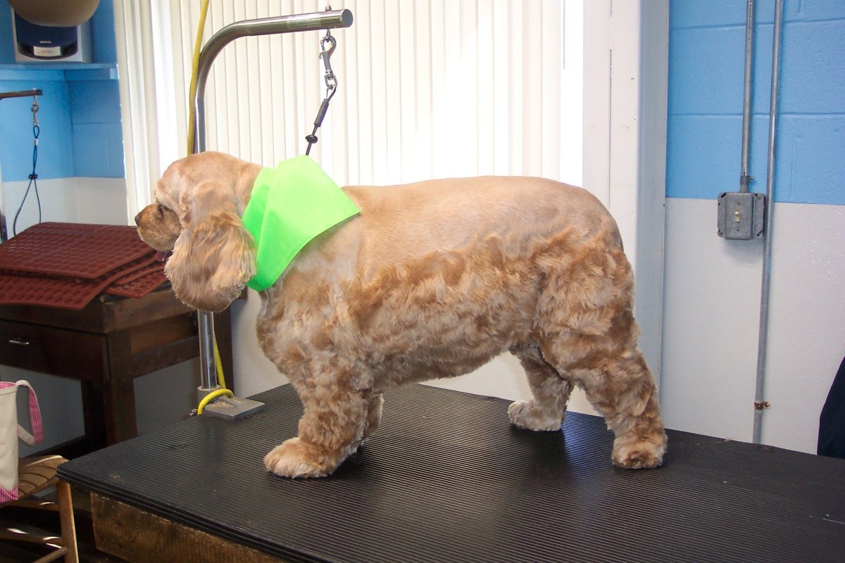 Беременный американский кокер спаниель