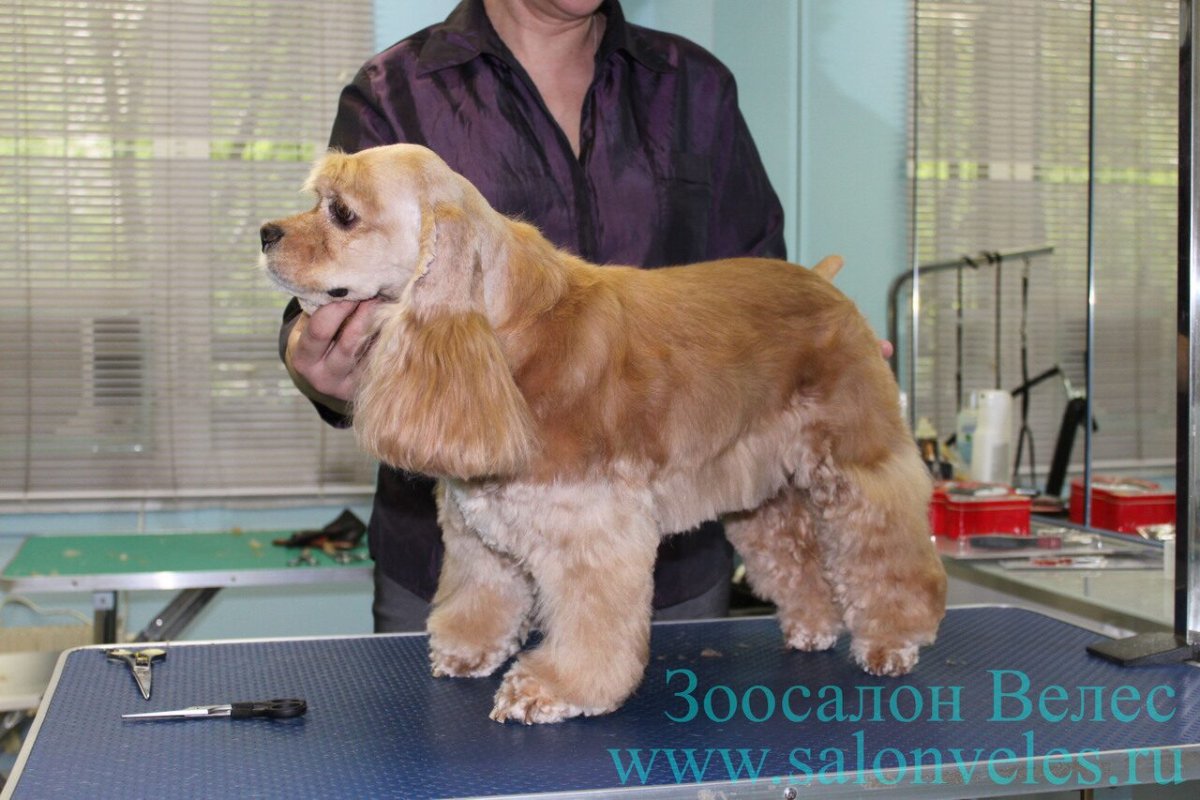 Выставочная стрижка американского кокера спаниеля