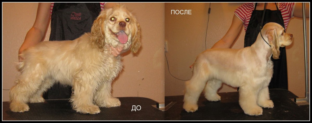 Американский кокер спаниель груминг