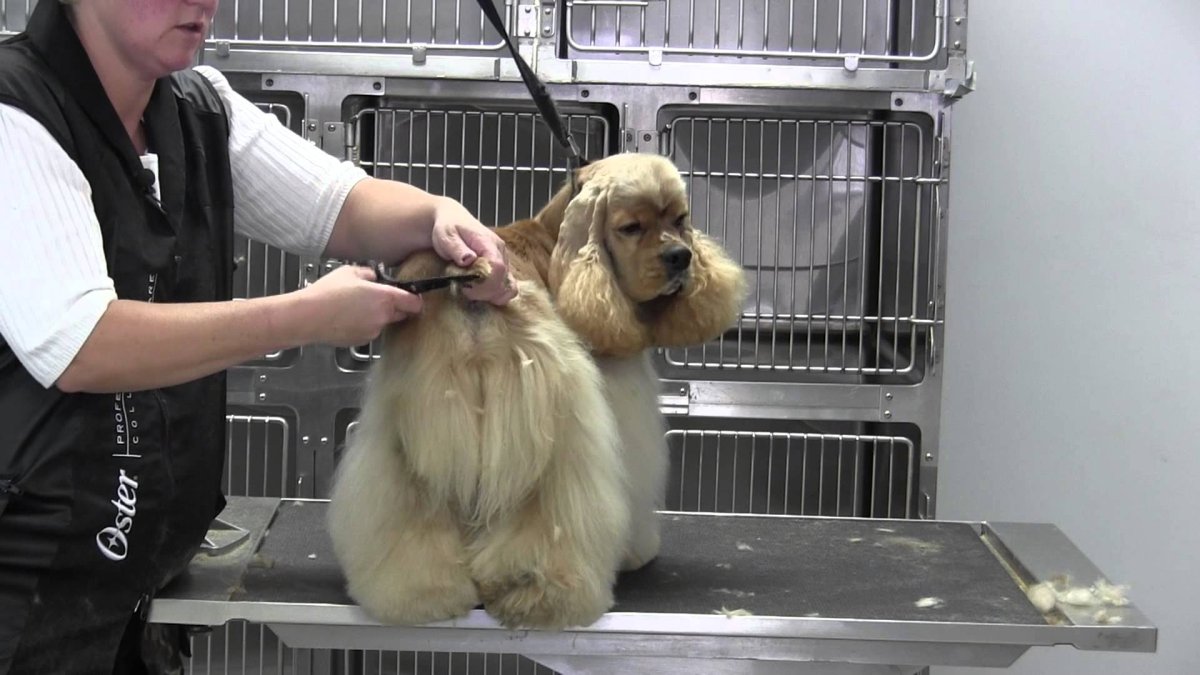 Стриппинг для кокер спаниеля