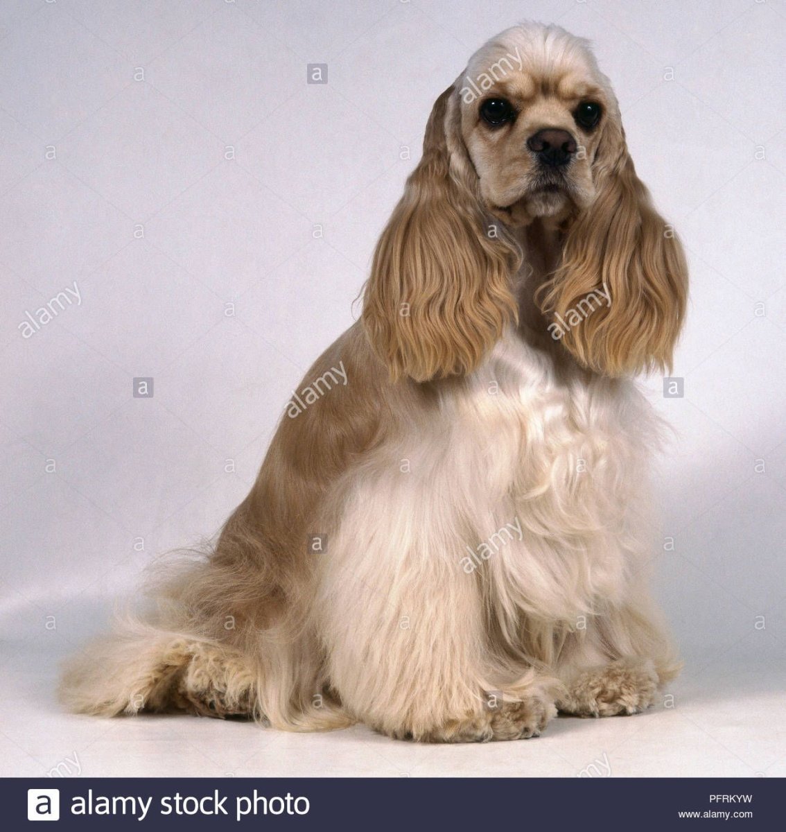 Американский кокер-спаниель леди