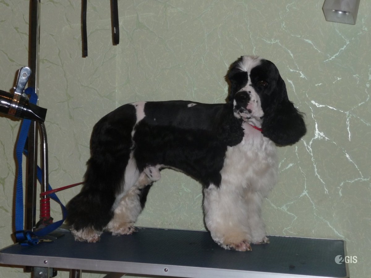 Стрижка кокер спаниеля