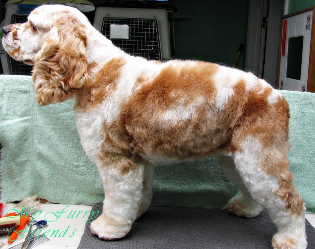 Кокер спаниель стриженный