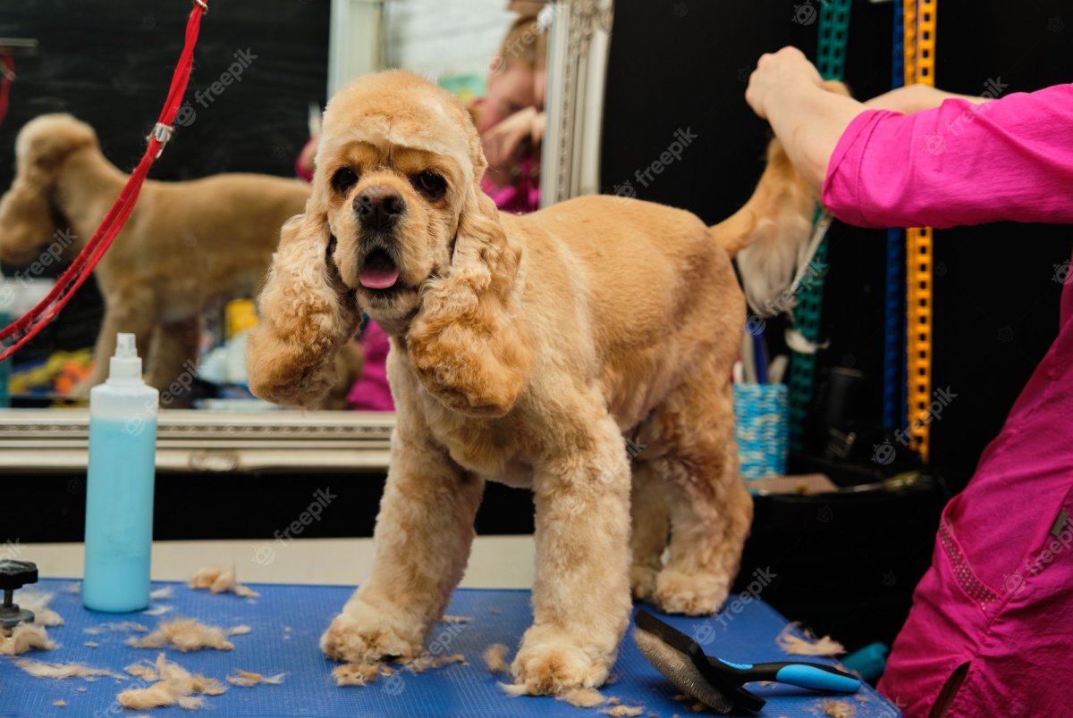 Американский кокер спаниель без стрижки