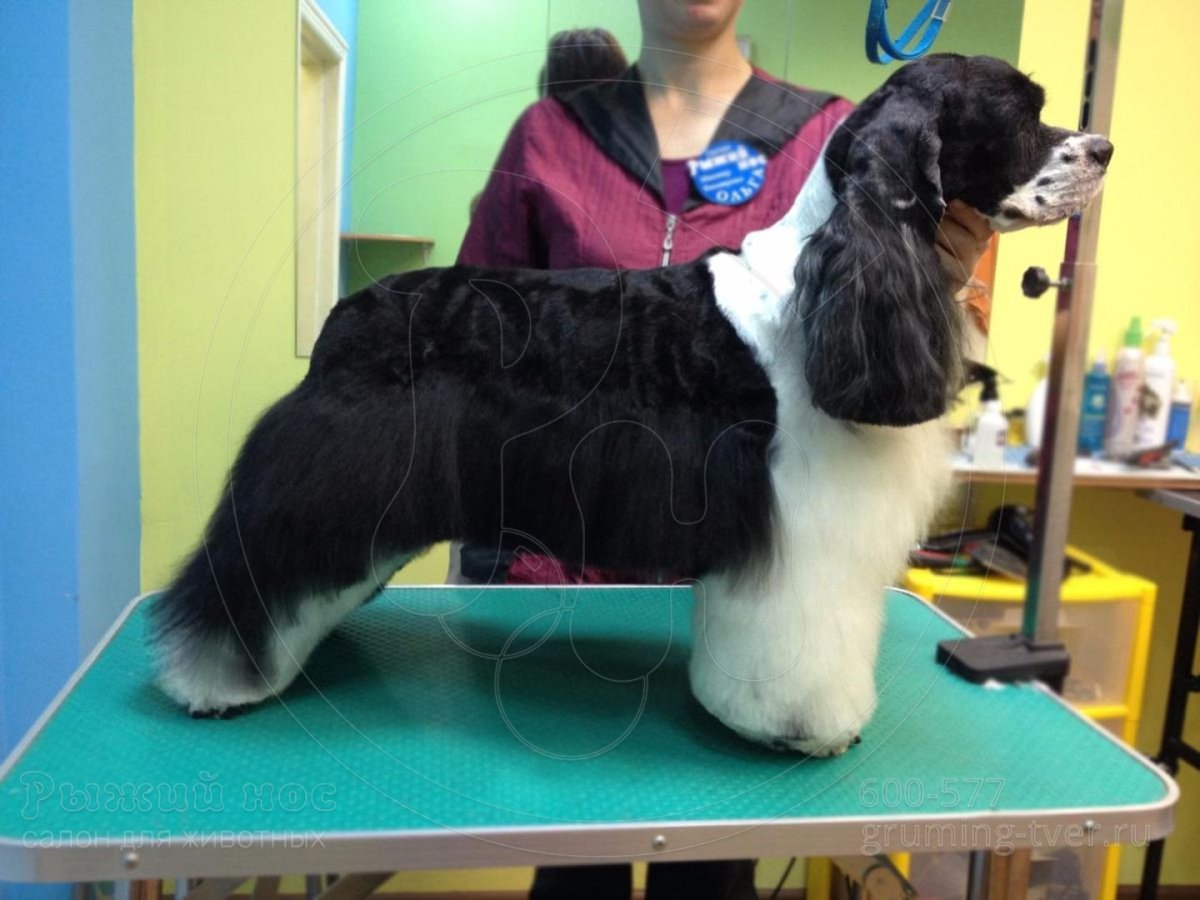 Стрижка собак Москва американских кокеров
