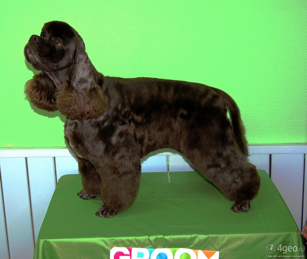 Американский кокер спаниель черный стриженный