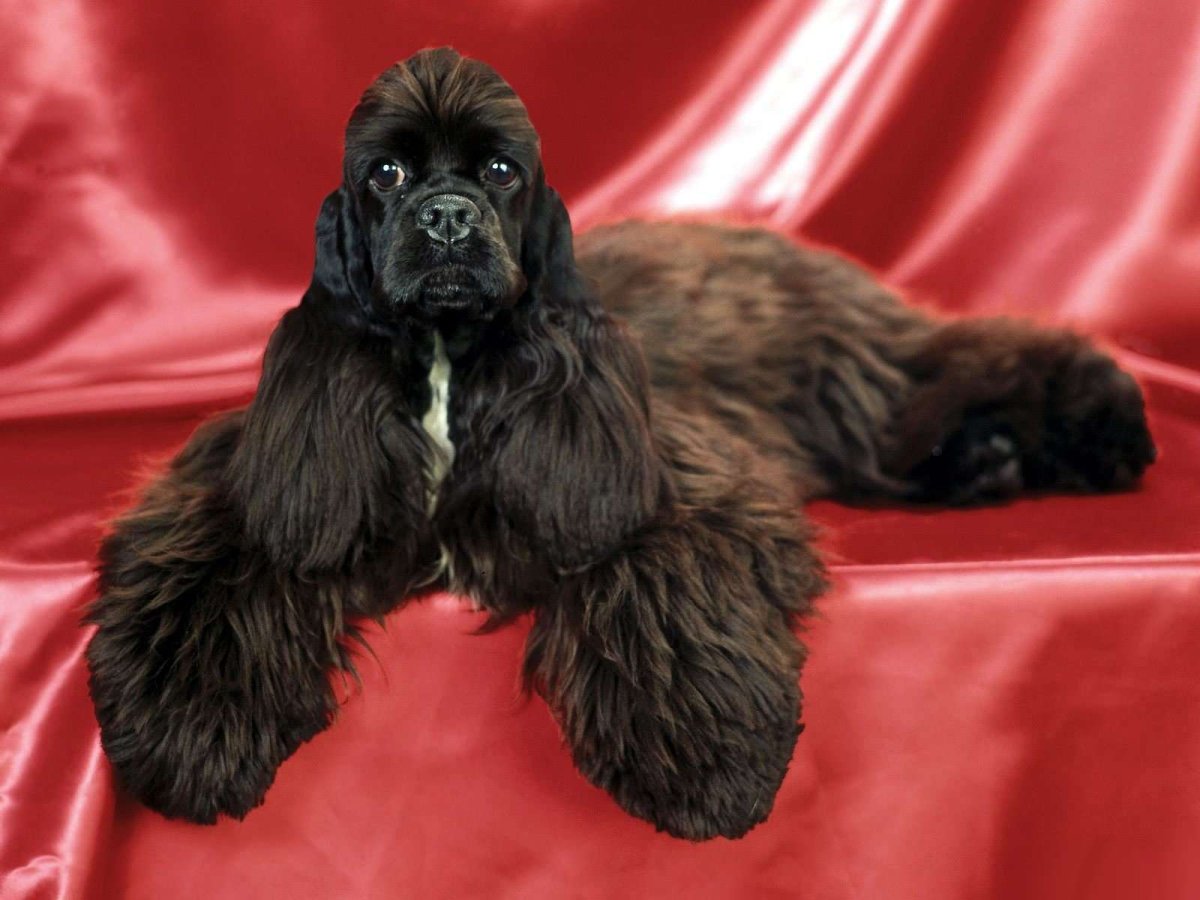 Американский кокер спаниель