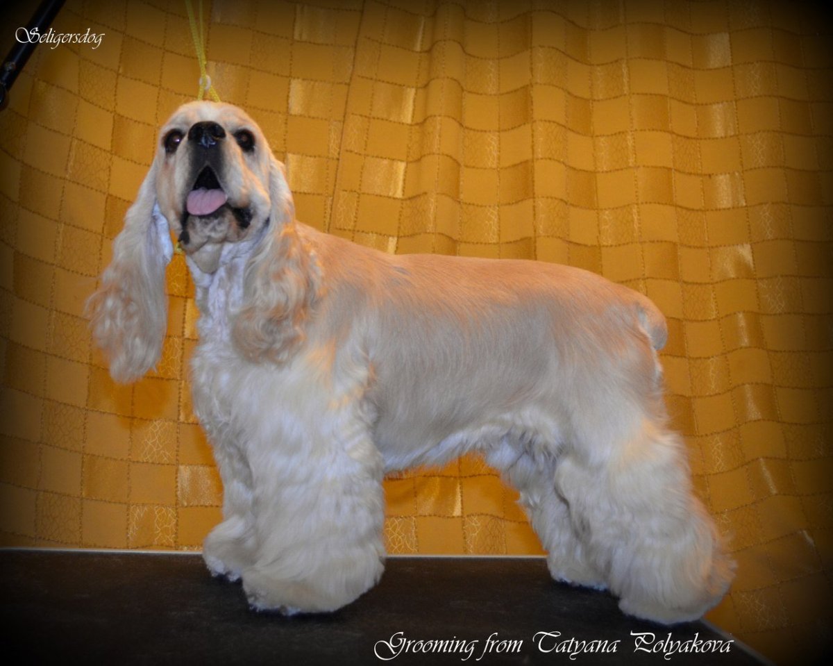 Американский кокер спаниель подстриженный