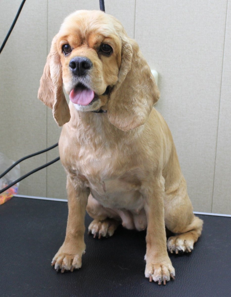 Кокер спаниель стриженный