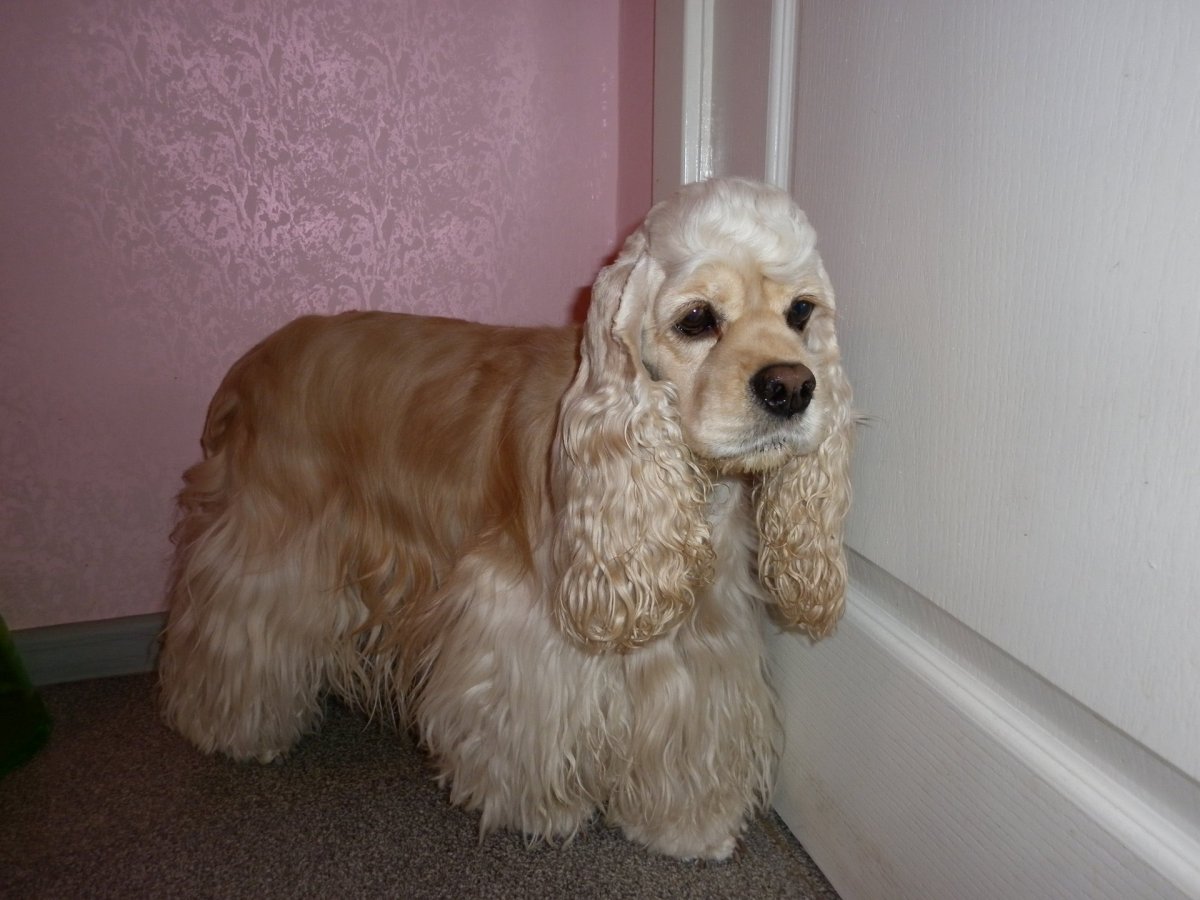 Нестриженный кокер спаниель