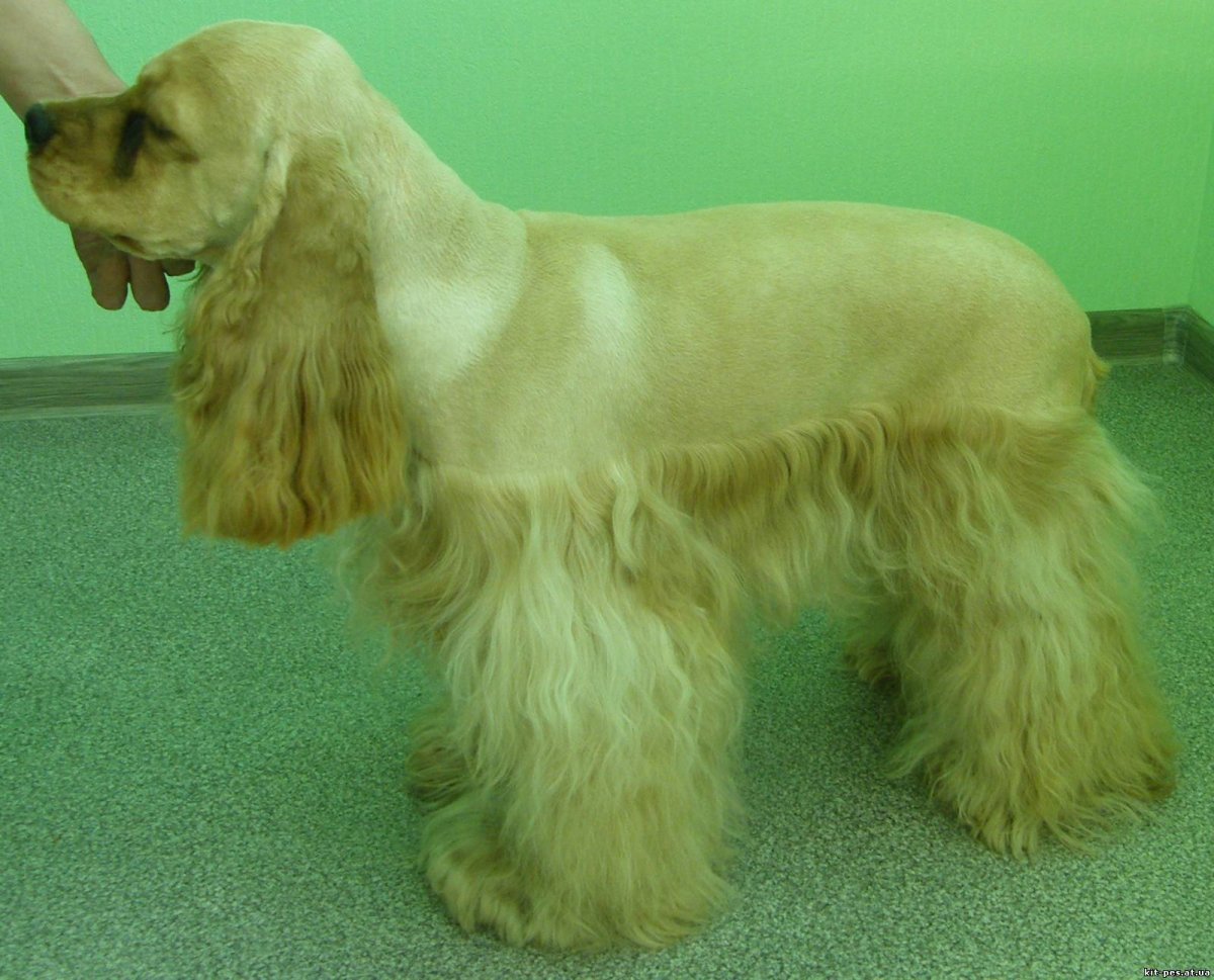 Английский кокер спаниель груминг