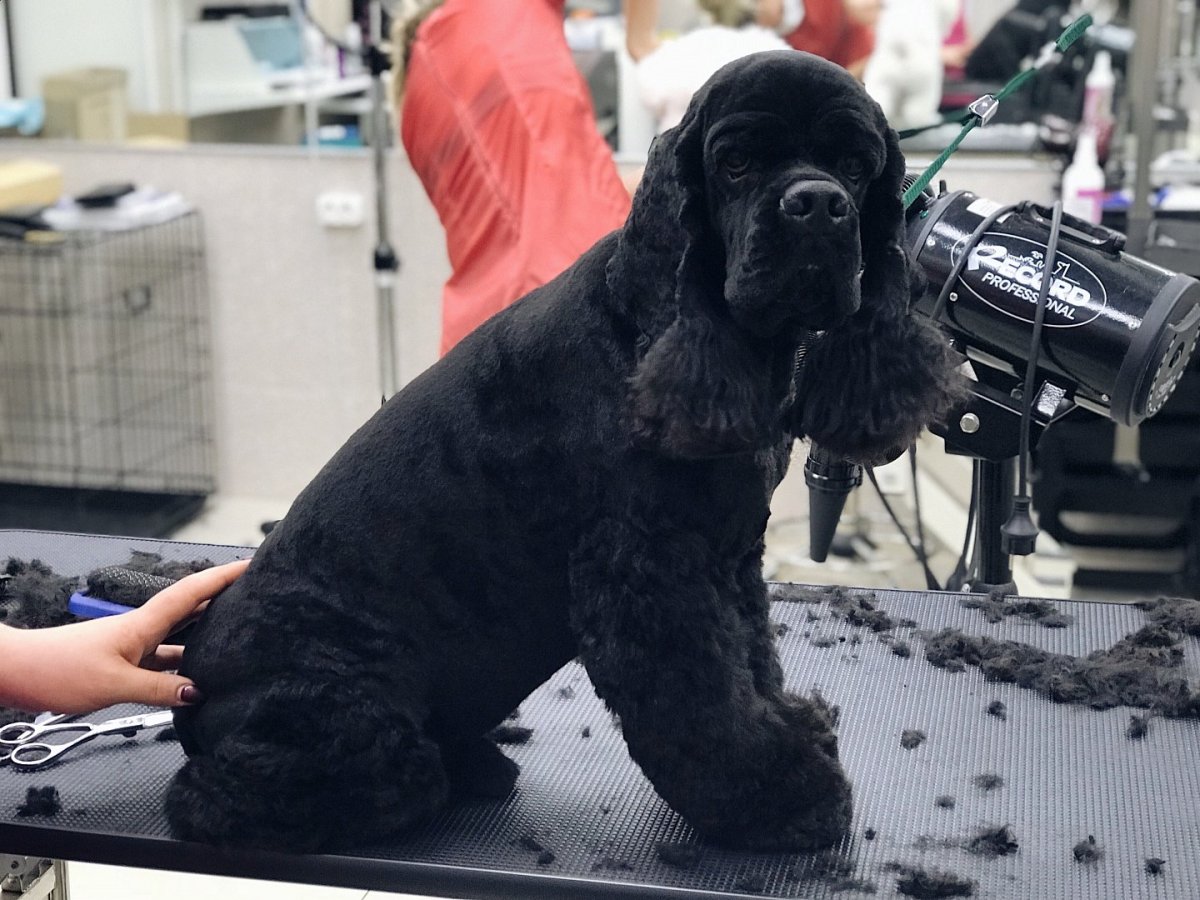 Американский кокер спаниель груминг