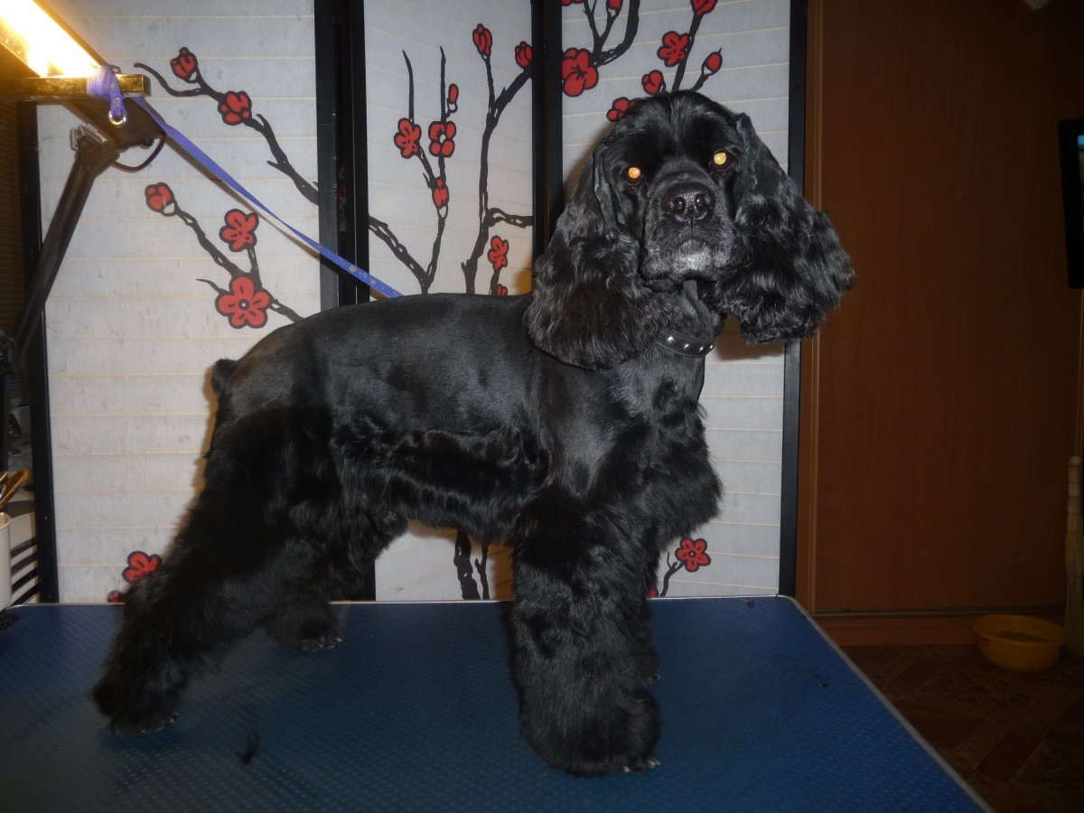 Кокер спаниель стриженный