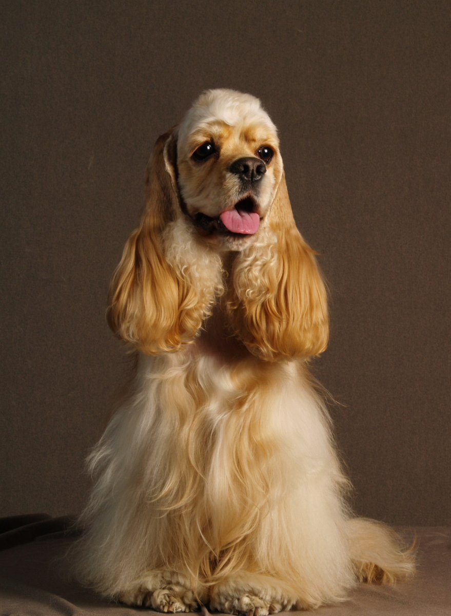 Американский кокер спаниель выставочный груминг