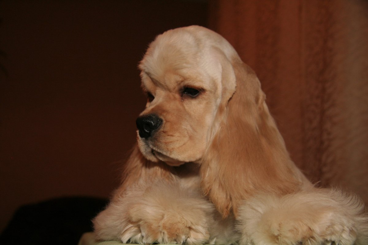 Американский кокер-спаниель стриженный золотистый