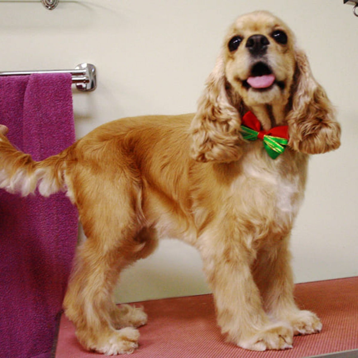 Американский кокер спаниель