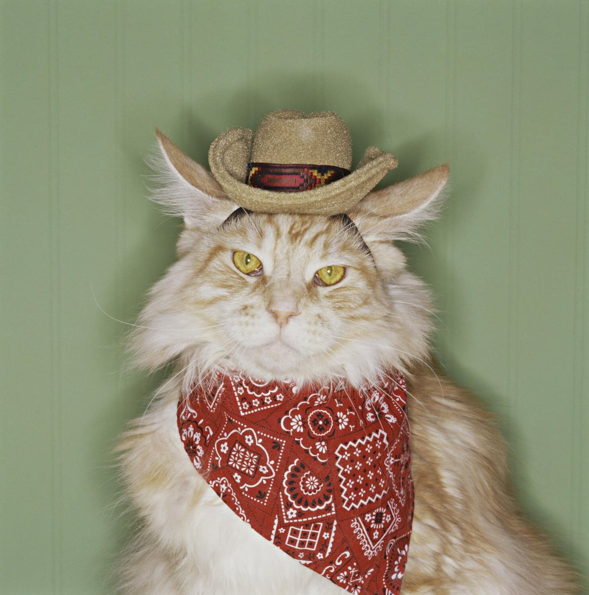 Котик в ковбойской шляпе