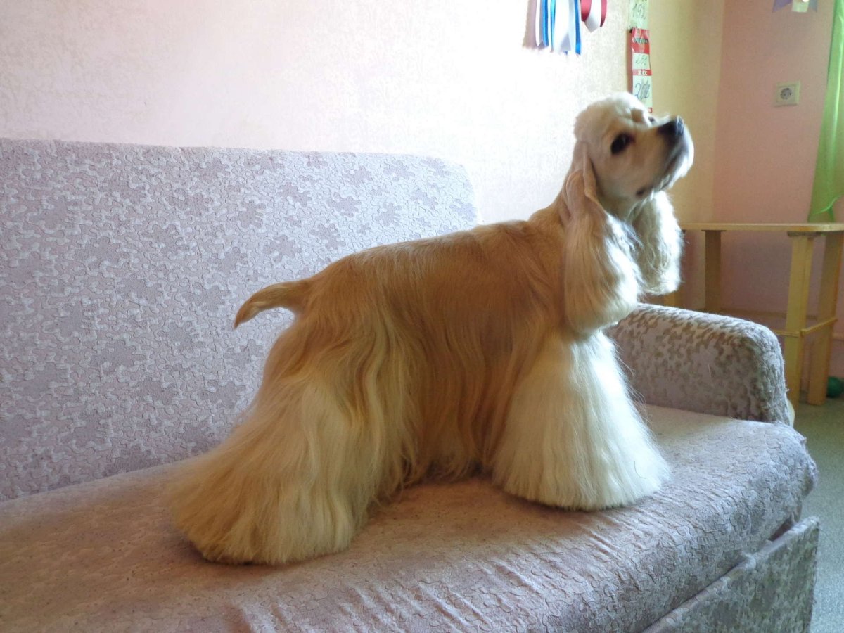 Выставочная стрижка американского кокера спаниеля