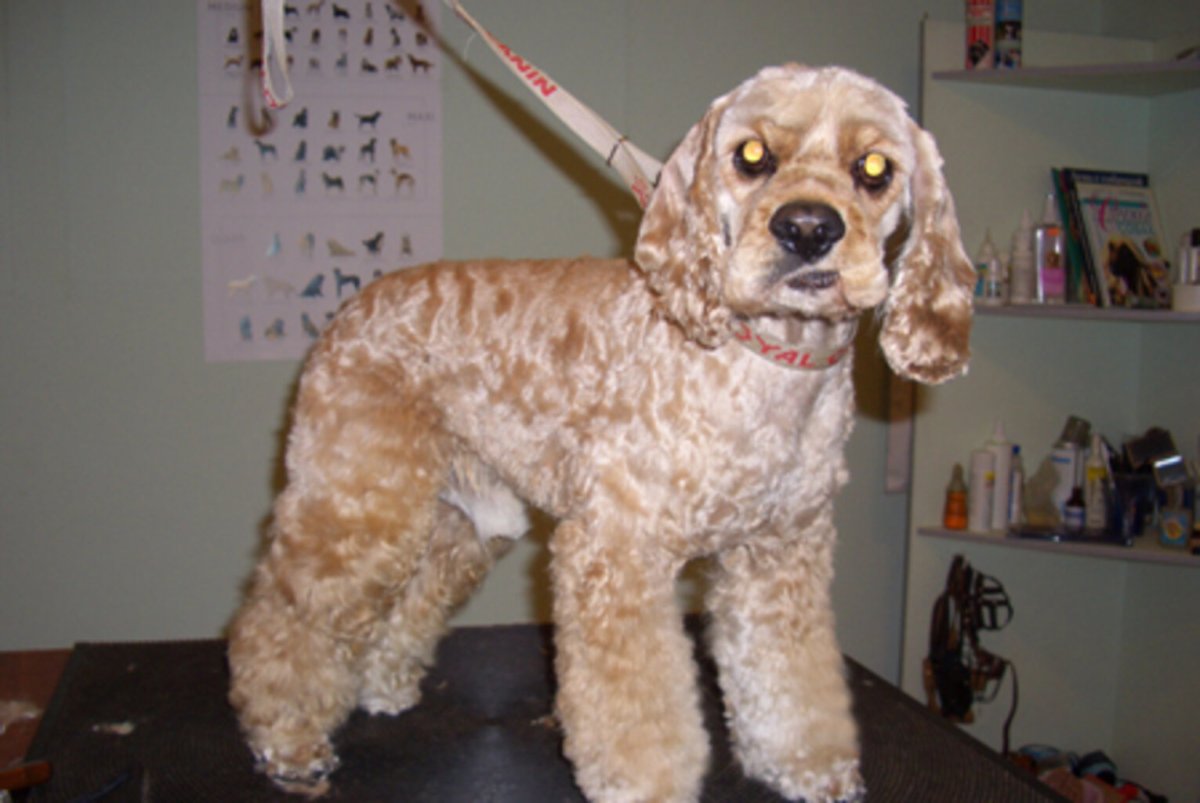 Стрижка кокера американского короткая модная