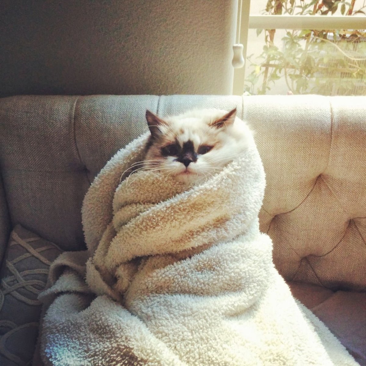 Котик из инстаграма