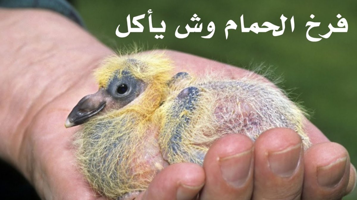 Голубята птенцы