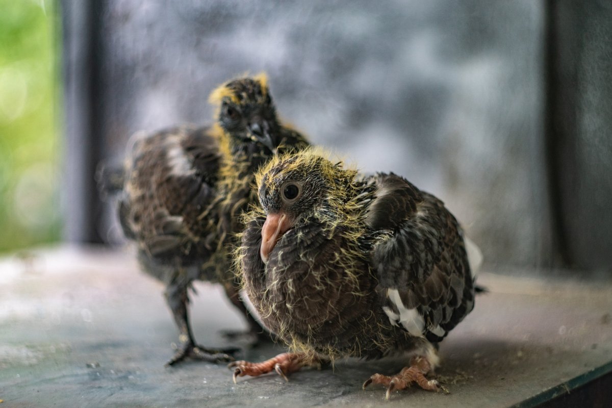 Черви на птенце голубя